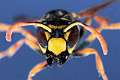 Polistes gallicus